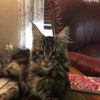 Lakeland Animal Hospital ico