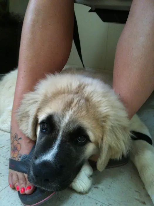 Calvert City Animal Hospital 9