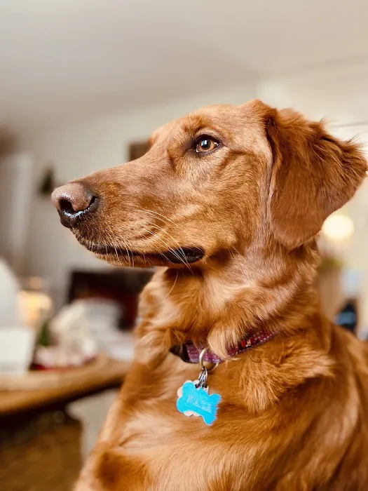 Calvert City Animal Hospital 8