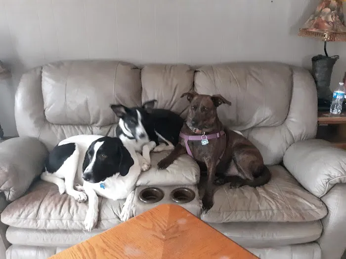 Calvert City Animal Hospital 5