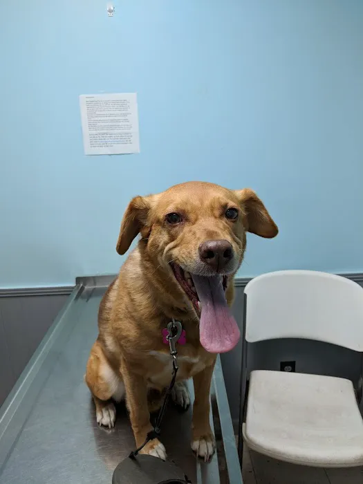 Calvert City Animal Hospital 4