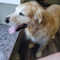 North Stewart Veterinary Clinic ico