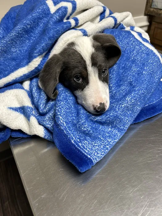 North Stewart Veterinary Clinic 7