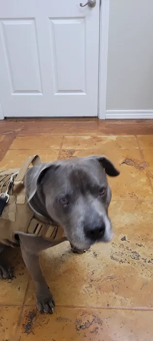 Lakewood Veterinary Center 1