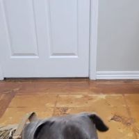 Lakewood Veterinary Center ico