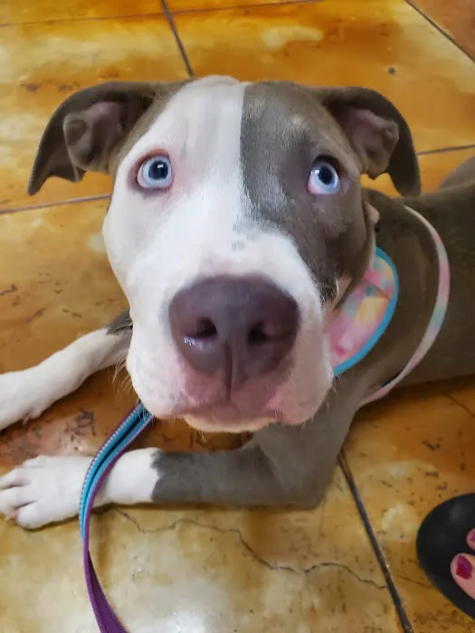 Lakewood Veterinary Center 10
