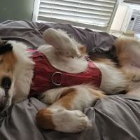 Banfield Pet Hospital ico