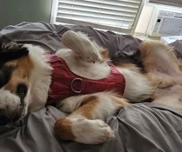 Banfield Pet Hospital