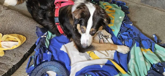 Banfield Pet Hospital 3