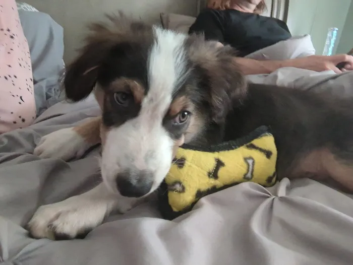 Banfield Pet Hospital 9