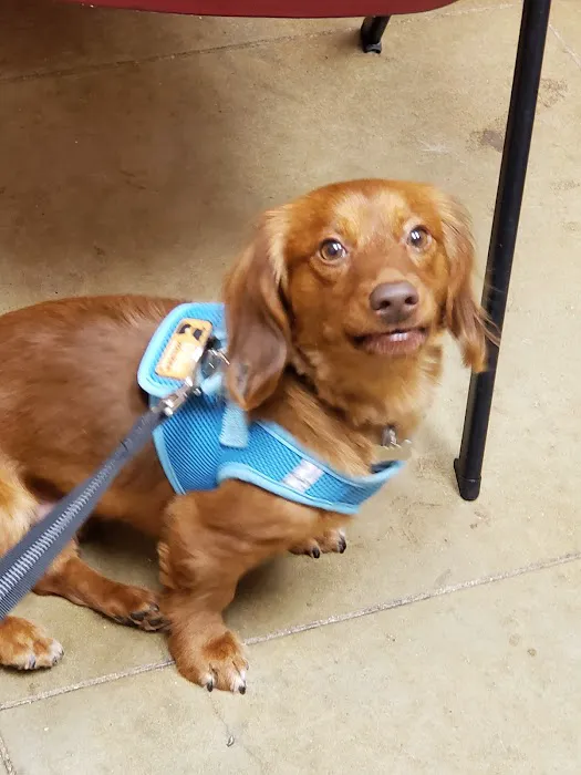 Temple Veterinary Hospital Medical and Surgical Center 5