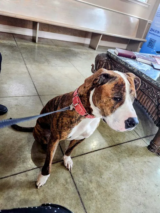 Temple Veterinary Hospital Medical and Surgical Center 1