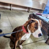 Temple Veterinary Hospital Medical and Surgical Center ico
