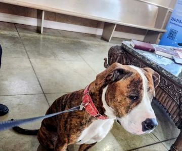 Temple Veterinary Hospital Medical and Surgical Center