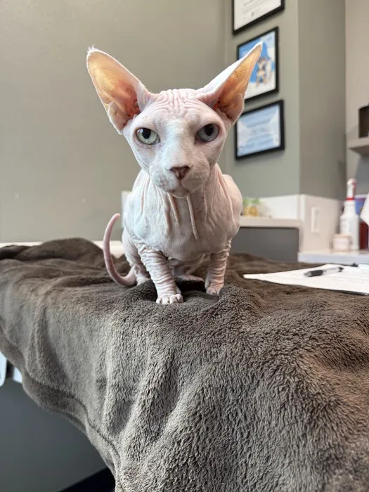Barks + Bliss Veterinary Wellness 3