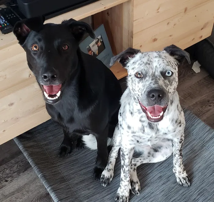 Barks + Bliss Veterinary Wellness 5