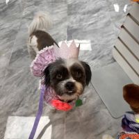 Temple Veterinary Hospital of Western Hills ico