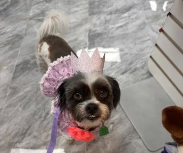 Temple Veterinary Hospital of Western Hills