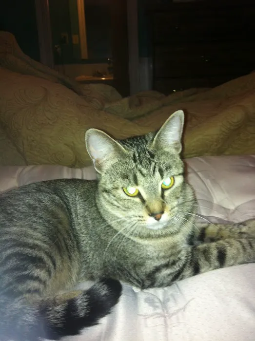 Temple Veterinary Hospital of Western Hills 6