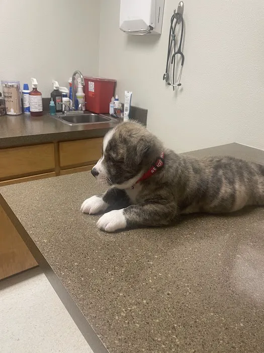 Animal Medical Care 3
