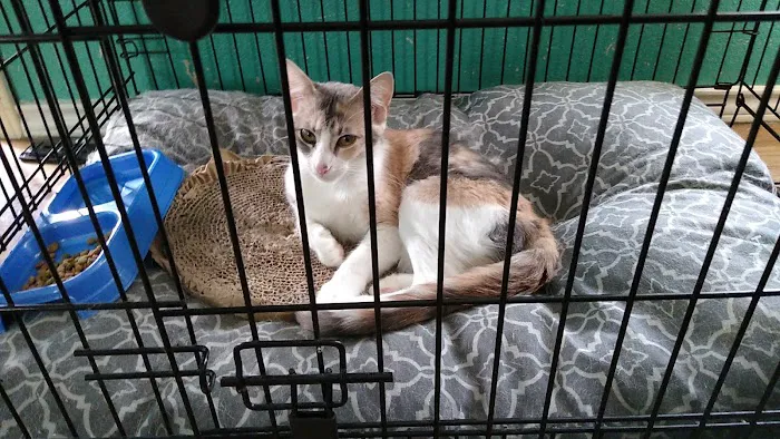Animal Medical Care 6
