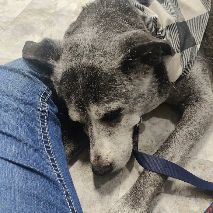 Animal Emergency Center of Killeen 6