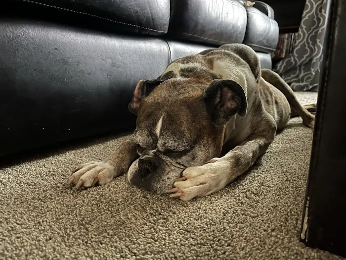 Animal Emergency Center of Killeen 5