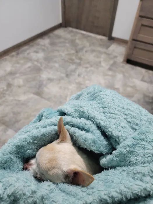 Animal Emergency Center of Killeen 4