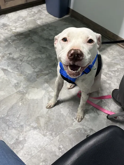 Animal Emergency Center of Killeen 1