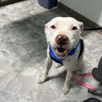 Animal Emergency Center of Killeen ico