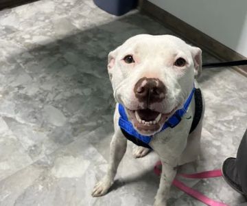Animal Emergency Center of Killeen