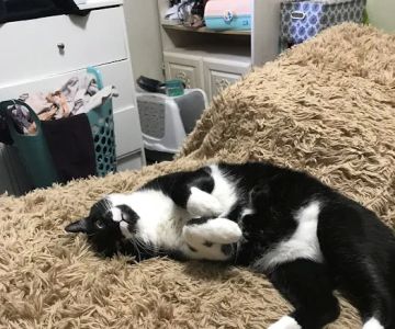 Banfield Pet Hospital