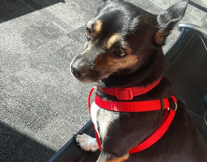 Banfield Pet Hospital 2