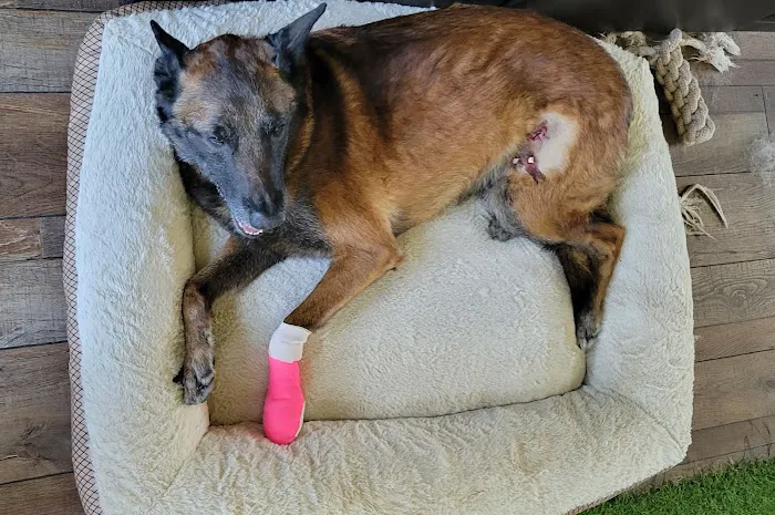 Banfield Pet Hospital 6