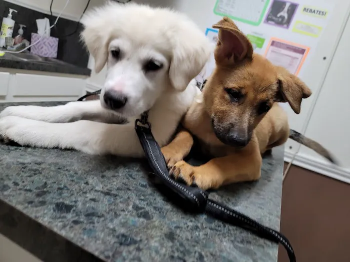 El Centro Pet Medical Center, A Thrive Pet Healthcare Partner 2