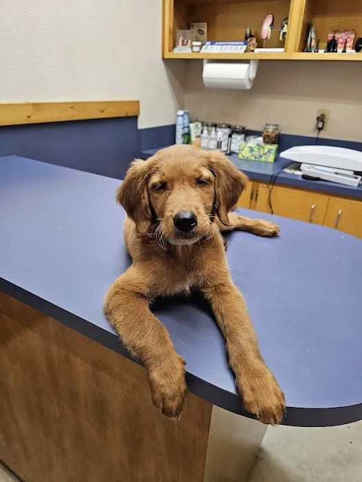 Town & Country Veterinary Medical Center 2