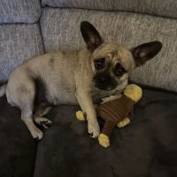 Killeen Veterinary Clinic ico
