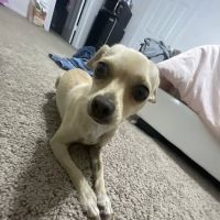 Emancipet ico