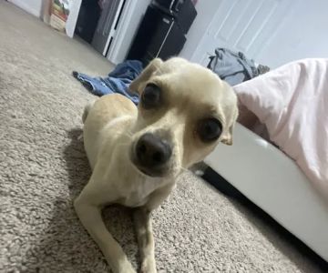 Emancipet