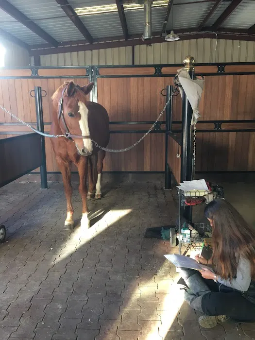 Vital Equine Holistic Veterinary Medicine 7