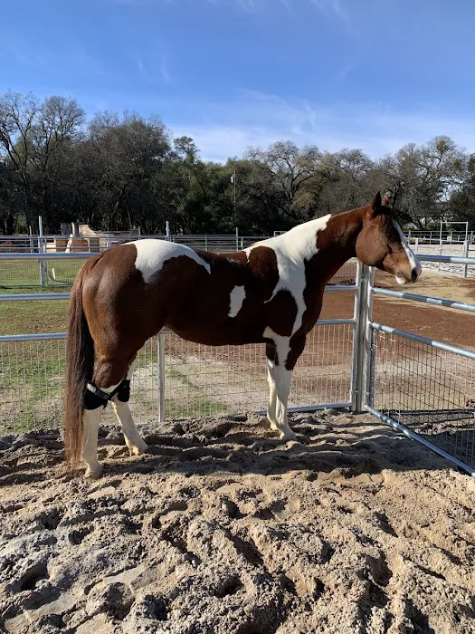 Vital Equine Holistic Veterinary Medicine 10