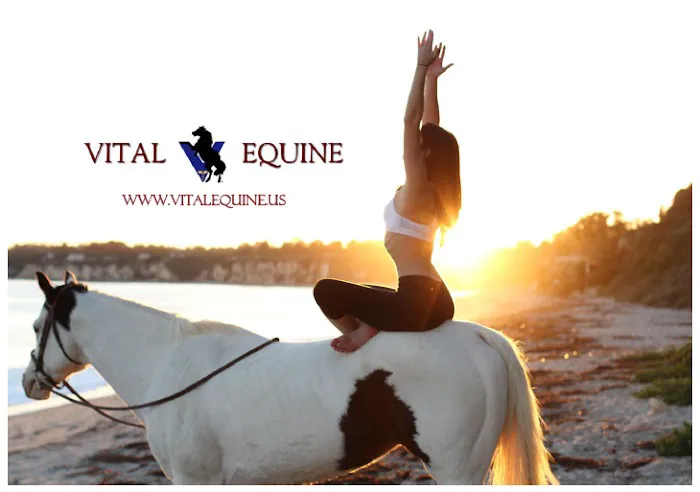 Vital Equine Holistic Veterinary Medicine 6