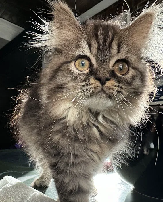 Cameron's Purebred Persians Cattery 9