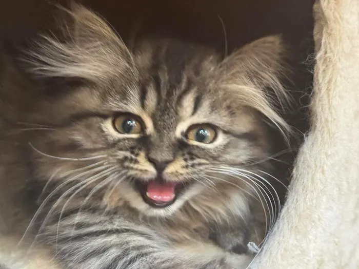 Cameron's Purebred Persians Cattery 8