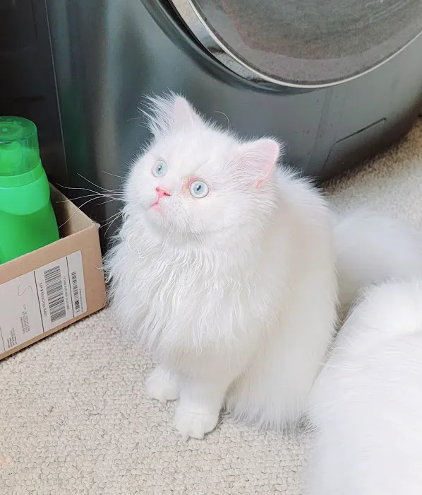 Cameron's Purebred Persians Cattery 1