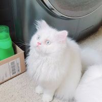 Cameron's Purebred Persians Cattery ico