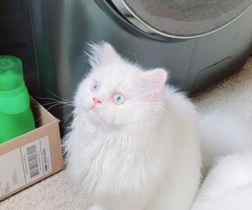 Cameron's Purebred Persians Cattery