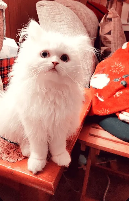 Cameron's Purebred Persians Cattery 2