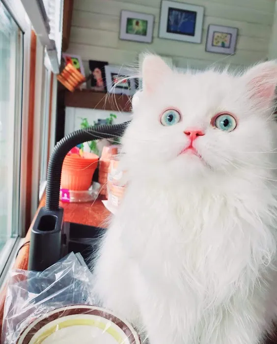 Cameron's Purebred Persians Cattery 6