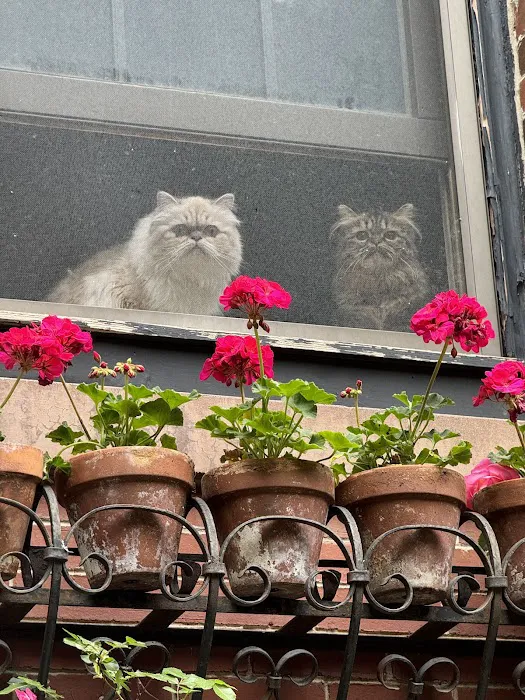 Cameron's Purebred Persians Cattery 10